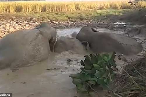 Đàn voi bị sa lầy, người dân cứu bằng cách bất ngờ