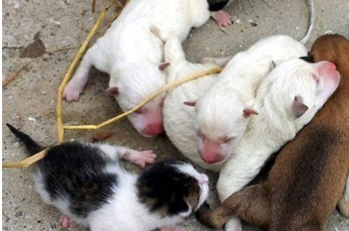 Chuyện lạ: Chó sinh ra mèo