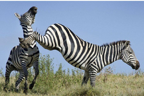 Ngựa vằn 'đánh nhau' chí tử chỉ vì đùa dại