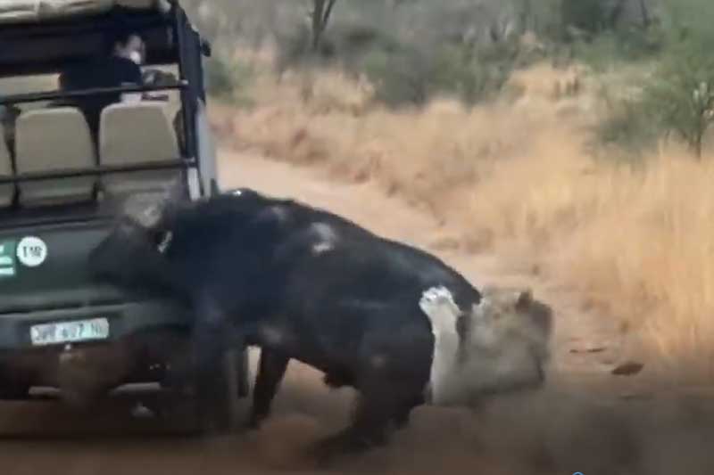 CLIP: Trâu rừng thoát chết ngoạn mục khi lọt vào vây của đàn sư tử