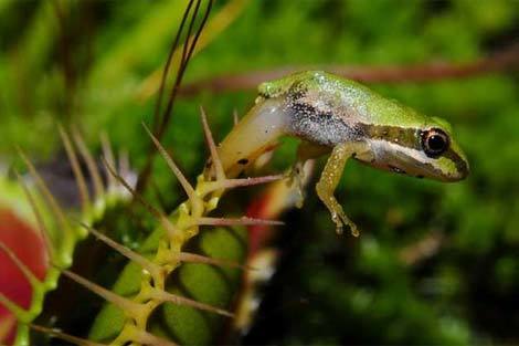 Lạc vào thế giới của cây "ăn thịt"