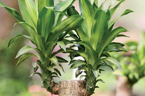 Cây cối cũng có thể 'tình tứ' với nhau?