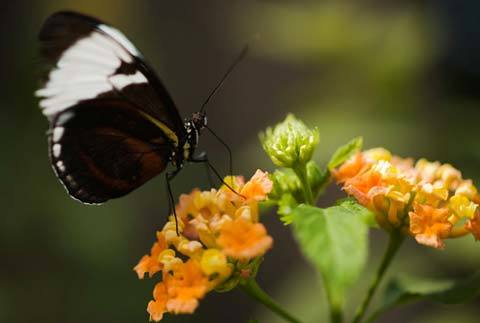 Cây cối cũng hành xử như con người