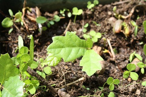 Cây cối cũng có "internet" của riêng mình