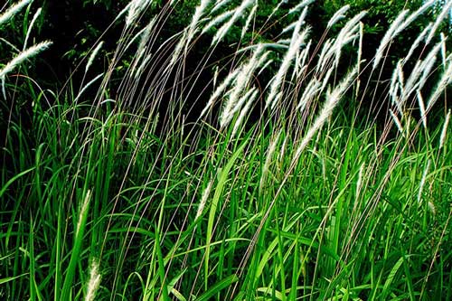 Cỏ tranh - thần dược bổ thận, giải độc gan nhưng ít người biết đến