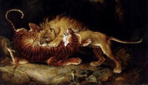 Khi hổ ‘chiến’ sư tử, ai thắng?