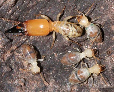 Chiêu 'đánh bom cảm tử' dị thường của loài mối