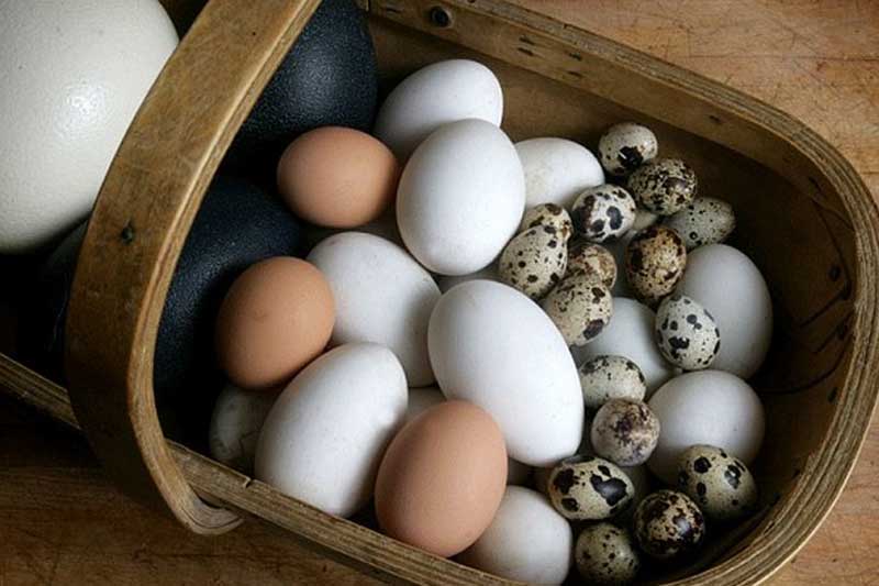 Tranh cãi ăn trứng gà, trứng vịt hay trứng cút tốt cho sức khỏe hơn? Câu trả lời khiến nhiều người 'choáng'