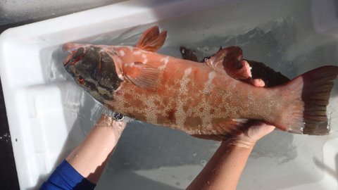 Phát hiện ca ung thư da đầu tiên ở... cá