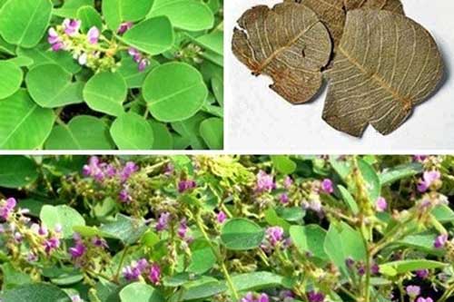 Tác dụng của cây kim tiền thảo trong việc chữa sỏi thận