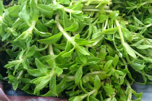 Những cây thuốc giúp chữa bệnh gan hiệu quả