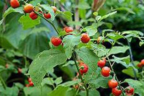 Tác dụng không ngờ của cà gai leo đối với gan