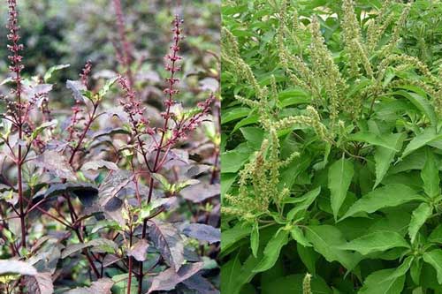 Tác dụng của cây hương nhu giải cảm