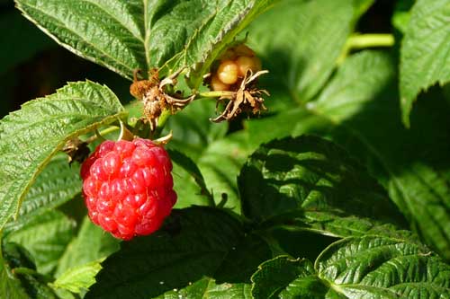 Lợi ích sức khỏe ít biết của lá mâm xôi