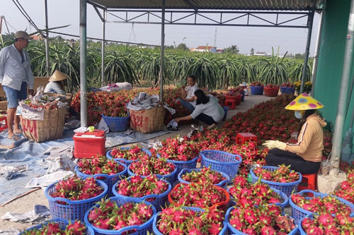 Xuất khẩu rau quả suy giảm vì quả thanh long