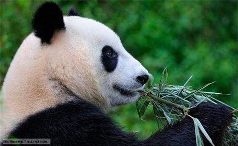 Gấu trúc cũng ăn thịt