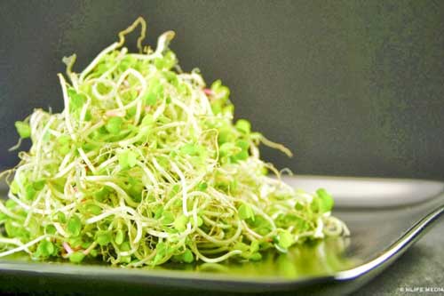 Tác dụng thải độc tuyệt vời của giá đỗ ai cũng thích nhưng ít người biết