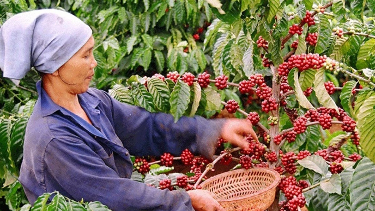 Xuất khẩu cà phê đã thu về hơn 2,32 tỷ USD trong 10 tháng. (Ảnh: KT)