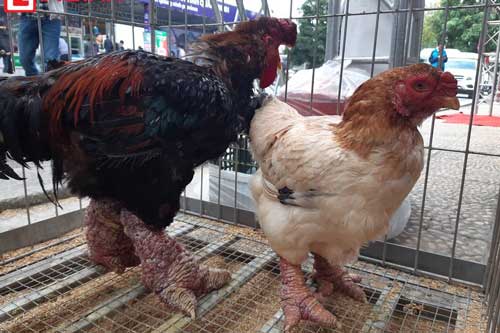 Ngắm cặp gà tiến vua "khủng" được rao bán hàng chục triệu đồng