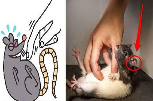 CLIP: Điều gì sẽ xảy ra khi chúng ta cù lét chuột?