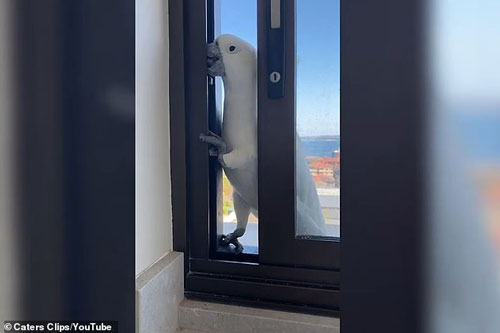 Bị bắt quả tang lẻn vào nhà dân, vẹt nhanh trí nói 'xin chào'