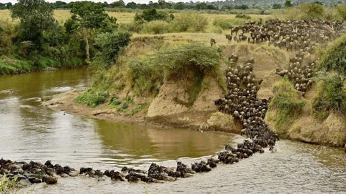 Cuộc di cư động vật bên trong khu bảo tồn ở Kenya