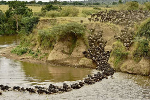 Cuộc di cư của động vật bên trong khu bảo tồn ở Kenya