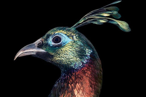 Chân dung các loài chim quý hiếm, tuy đơn giản nhưng lại tuyệt đẹp