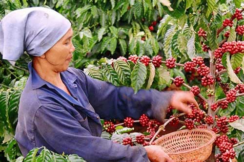 Xuất khẩu cà phê đã thu về hơn 2,32 tỷ USD