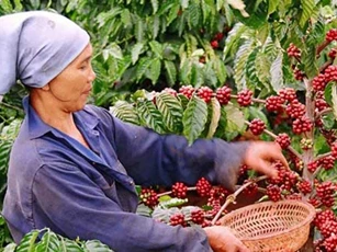 Xuất khẩu cà phê đã thu về hơn 2,32 tỷ USD