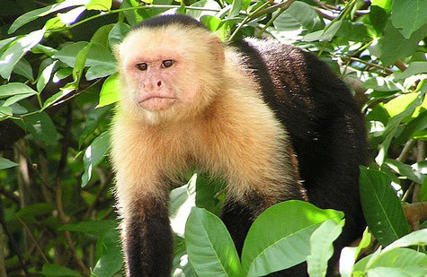 Khỉ đực dùng nước tiểu để hấp dẫn khỉ cái