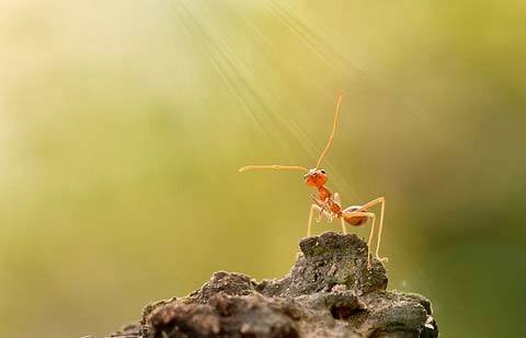 Xem kiến lửa trổ tài thăng bằng một chân