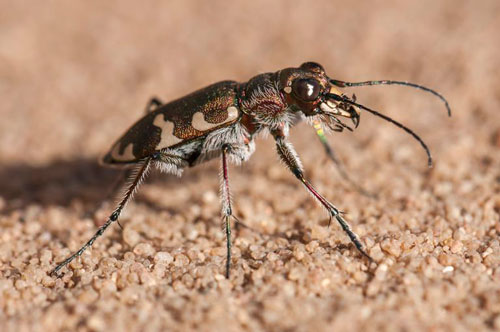 CLIP: Bọ hổ - 'Vận động viên điền kinh' trong thế giới côn trùng