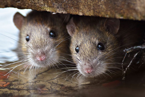 CLIP: Chuột cống lẻn vào toilet nhà bạn bằng cách nào? 