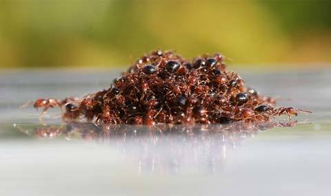 Xem kiến lửa kết thành bè vượt lũ