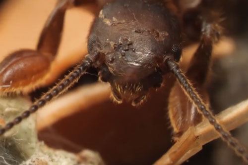 CLIP: Ghé thăm 'ngôi nhà' siêu ấm cúng của bọ chân dệt