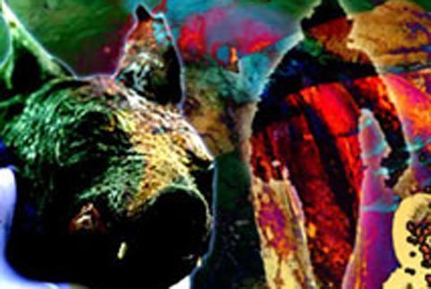 Quái vật mình lợn, đầu chó làm hoảng loạn Namibia