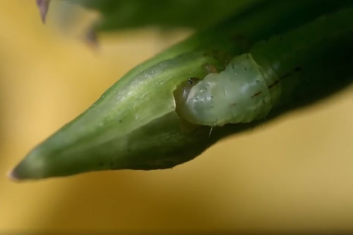 CLIP: Tìm hiểu về trái tanh tách - 'Quả bom nổ chậm' của tự nhiên