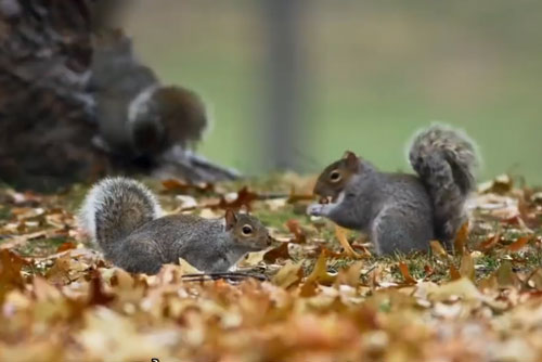 CLIP: Con sóc 'xảo quyệt' giở trò ăn trộm quả hạch của đồng loại