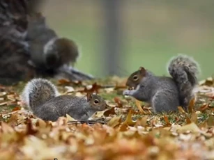 CLIP: Con sóc 'xảo quyệt' giở trò ăn trộm quả hạch của đồng loại