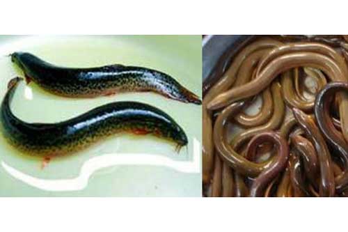 Những người không nên ăn lươn, chạch