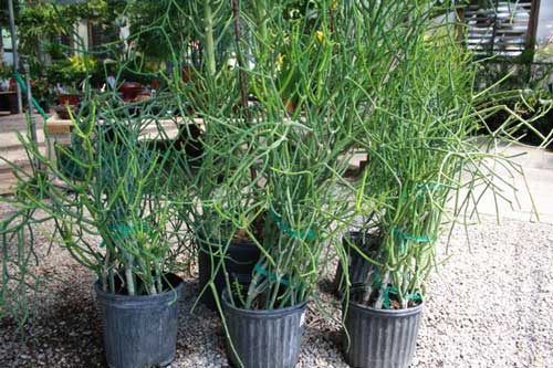 Cách chữa viêm xoang hiệu quả bằng cây giao