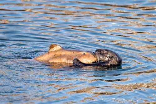 S&#x1ED1;c: R&#xE1;i c&#xE1; &#x27;ch&#xE9;n th&#x1ECB;t&#x27; c&#xE1; m&#x1EAD;p qu&#xFD; hi&#x1EBF;m