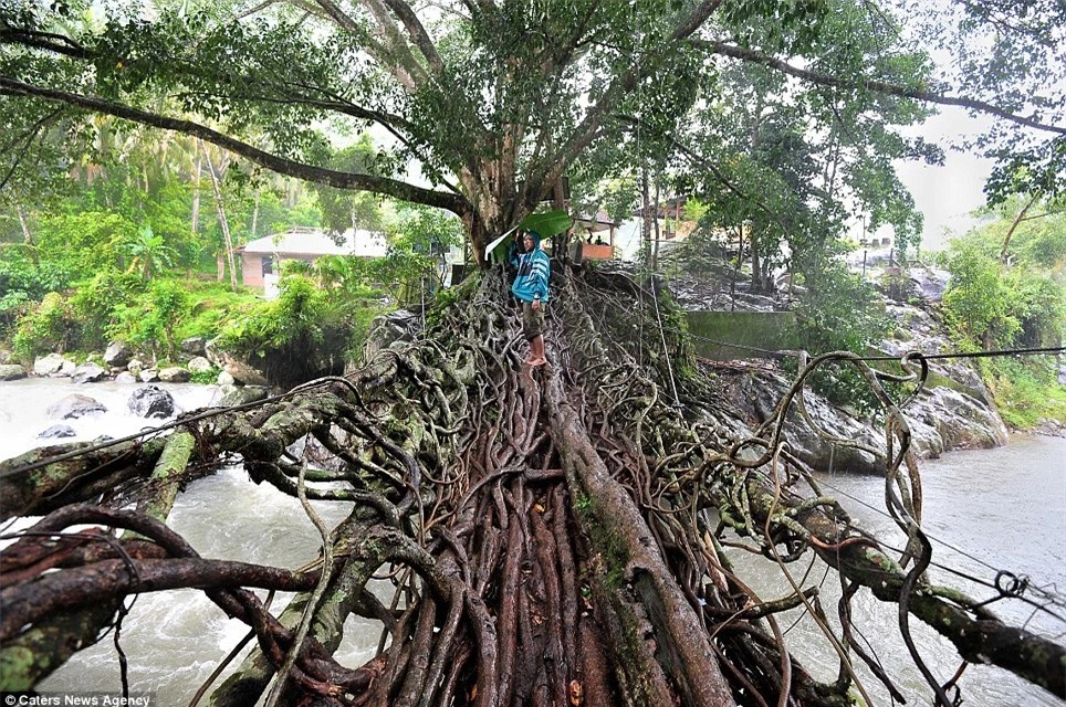 Cầu rễ cây kỳ thú, 'độc nhất vô nhị' ở Indonesia