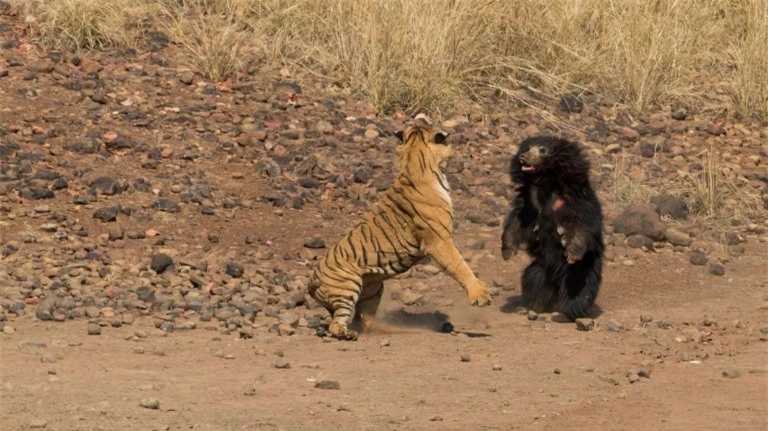 Cuộc chiến tàn khốc giữa hổ bengal và gấu lợn hung dữ ở Ấn Độ