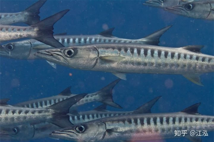 Phát hiện loài cá kiếm cổ đại với hàm răng sắc nhọn ngoại cỡ - Ảnh 3.