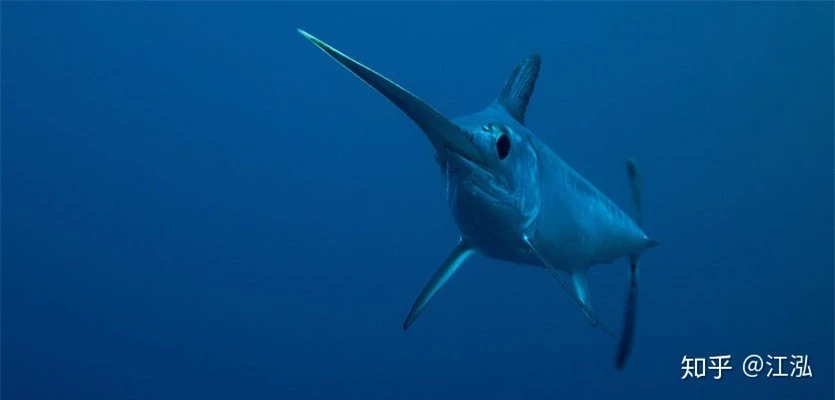 Phát hiện loài cá kiếm cổ đại với hàm răng sắc nhọn ngoại cỡ - Ảnh 7.