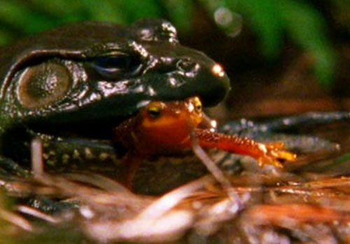 Vũ khí bí mật chống "tử thần" của sa giông