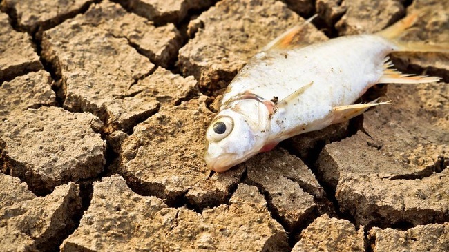 Trái Đất bước vào thời kỳ tuyệt chủng mới