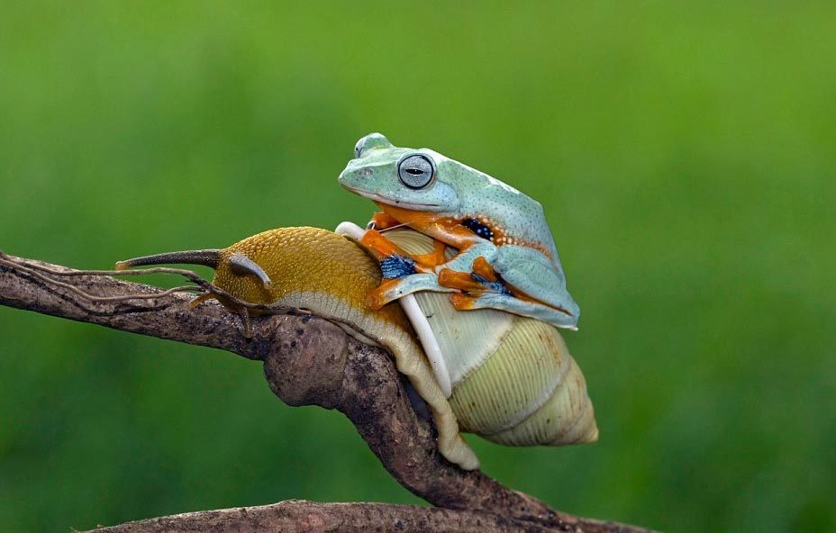 Ếch lười biếng cưỡi ốc sên trèo cây